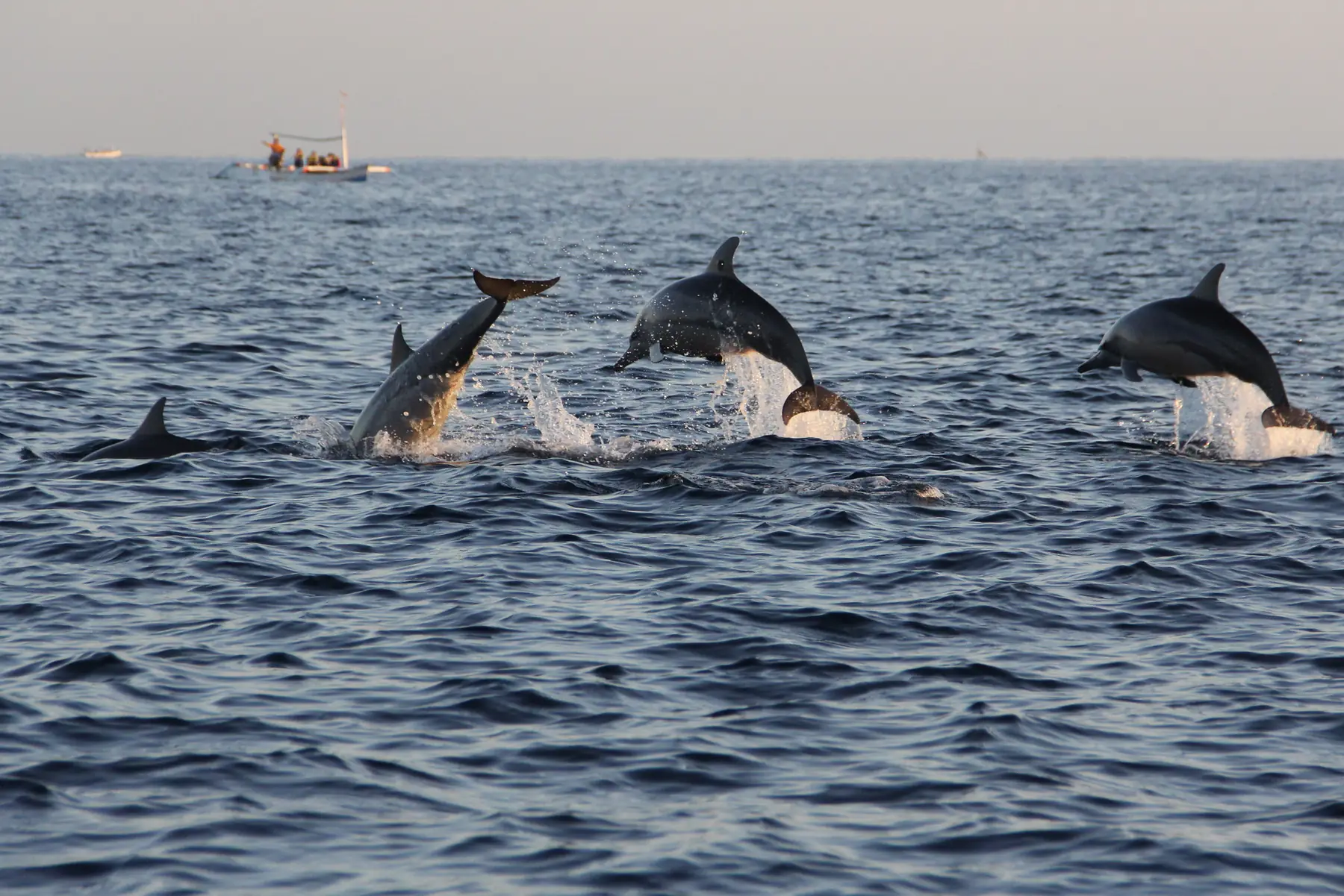 Wild dolphins in the sea off the north coast of Bali at dawn.